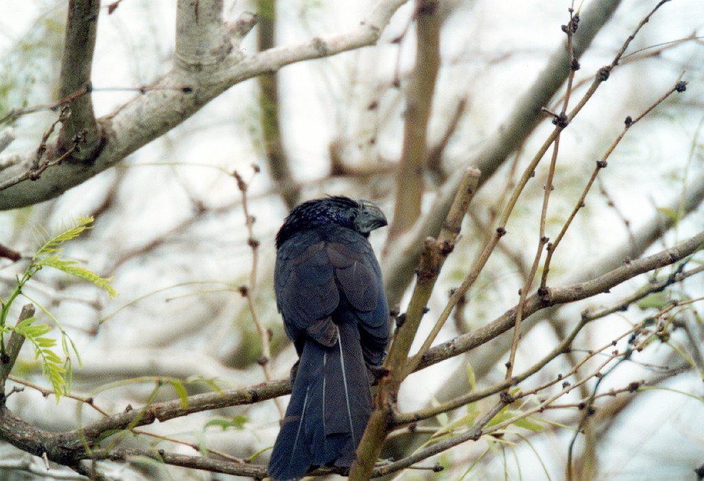 Ani, Groove-billed, Laguna Atascosa NWR, TX, 2-03, B08P69I01.jpg - Groove-billed Ani